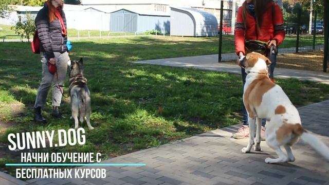 Как научит собаку выдержке? как научить собаку ждать по команде