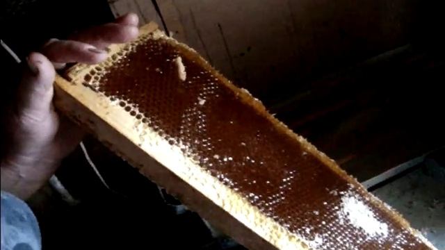 Презентация Мёда1.avi смотреть онлайн