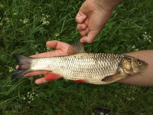 Улетный лов голавля. Часть 1