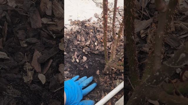 Первая весенняя подкормка роз смотреть онлайн