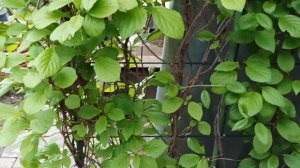 Лимонник китайский в саду. 29.05. 2022.