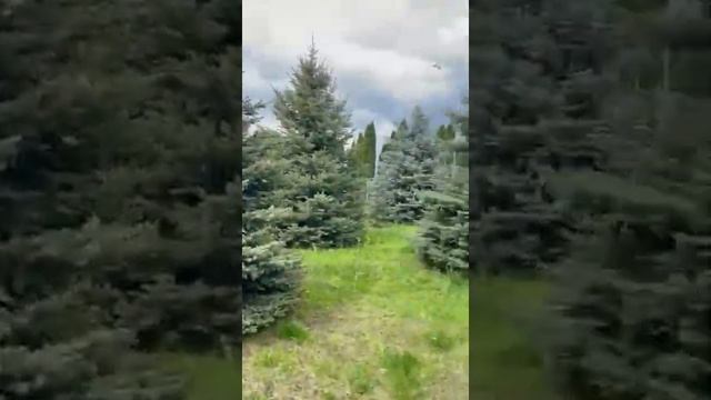 Ель голубая крупномер смотреть онлайн