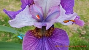 Ирис сибирский Лайт ов Харт (iris sibirica) ? обзор: как сажать, саженцы ириса Лайт ов Харт
