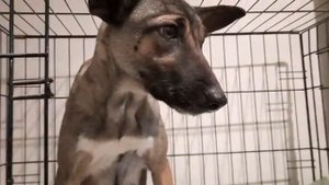 Сбитая собака две недели ползала на обочине дороги стерая лапы в кровь ‼️‼️‼️