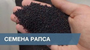 Сортировка Семян Рапса / Rape Seed Sorting