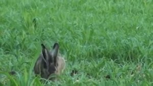 Поль Мориа  - "В мире животных"