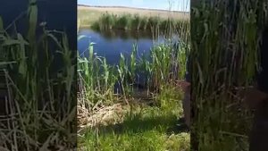 Щенок дратхаар. Дрессировка.Команда аппорт, подача с воды.