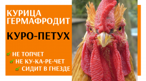Курица ГЕРМАФРОДИТ. Куро-петух. Не голосит, не топчет, сидит в гнезде, яиц нет!
