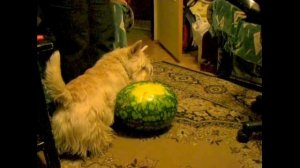 West Highland White Terrier. Вестики)