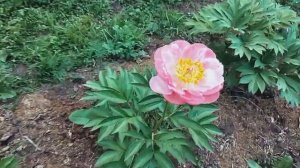 Peony Mary Gretchen (Пион Мэри Гретчен). Александра Спасская.