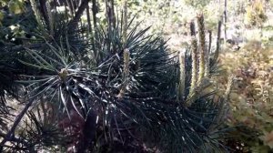 ФОРМИРУЕМ крону СОСНЫ! /Когда и как начинать прищипку/