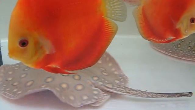 ООО "Дискус 63" скаты смотреть онлайн