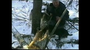 ОХОТА С ЗАПАДНОСИБИРСКИМИ ЛАЙКАМИ