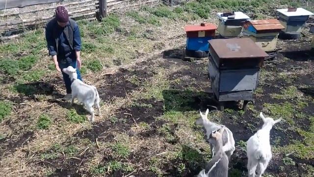 Козлята Первый раз на Улице\Вася делает Лодку\ смотреть онлайн