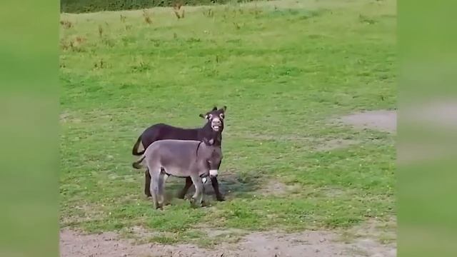 Эти Глупые Животные Встретили Осла! Вот Что Было Дальше... смотреть онлайн