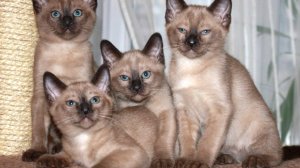 Тонкинская кошка: происхождение и описание породы, правила содержания