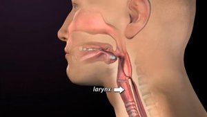 Процесс дыхания ( вдох - выдох) и глотания