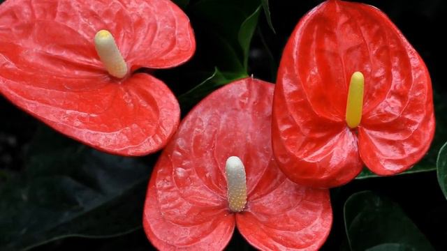 "Миннән сиңа сәлам!" 928 нче тапшыру 2 нче бүлеге смотреть онлайн