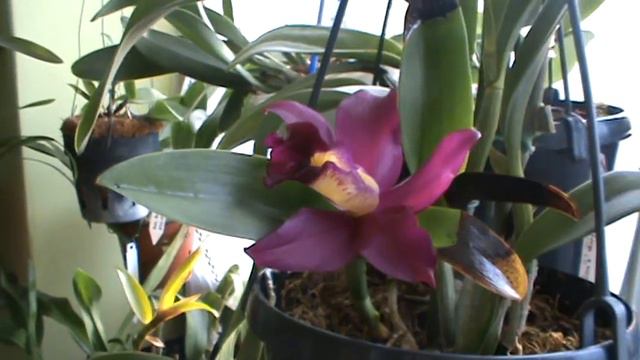 Орхидейный ларчик и мои рассуждалки! смотреть онлайн