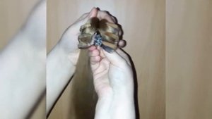 Лёгкий ХВОСТ на крабе