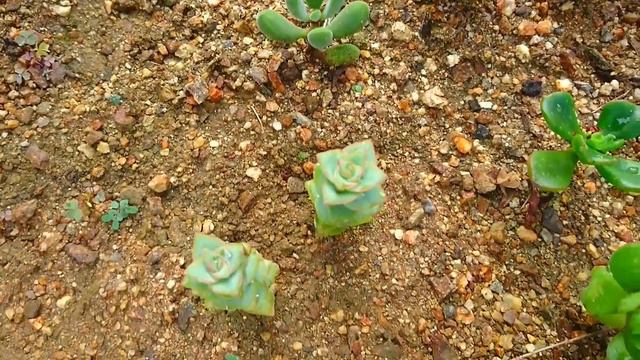 【2019/09/29花壇いじりvlog40】多肉苗購入 高砂の翁,黄麗(月の王子)/水も滴る地植え多肉巡回 смотреть онлайн