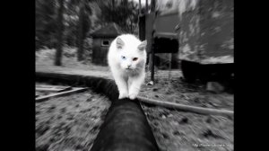 Грустные истории про котят??????...