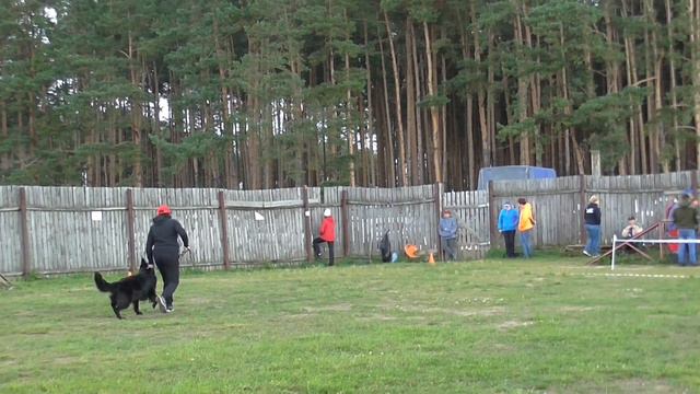 5.09.21г. монопородная выставка немецкой овчарки.г. Ковров смотреть онлайн