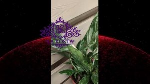 Спатифиллум Даймонд Вариегата без цветов