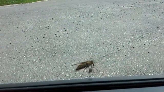 Атака слепней смотреть онлайн