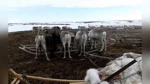 Ненцы / Ямальский район / ЯНАО / Ямал