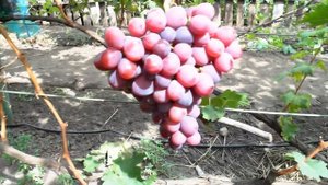 Виноград - Фаэтон