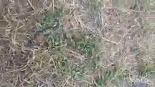 Рыбалка на сома.Китайская приблуда и разочарования