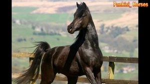 самые красивые арабские лошади / ყველაზე ლამაზი არაბული ცხენები