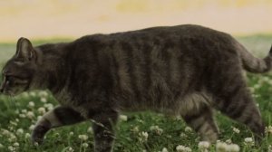 Мнут лапами и мурчат почему кошки любят массажировать хозяина?