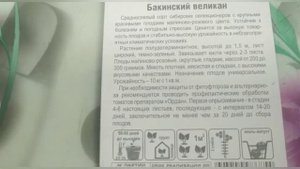 Великолепный сорт томата Бакинский великан?