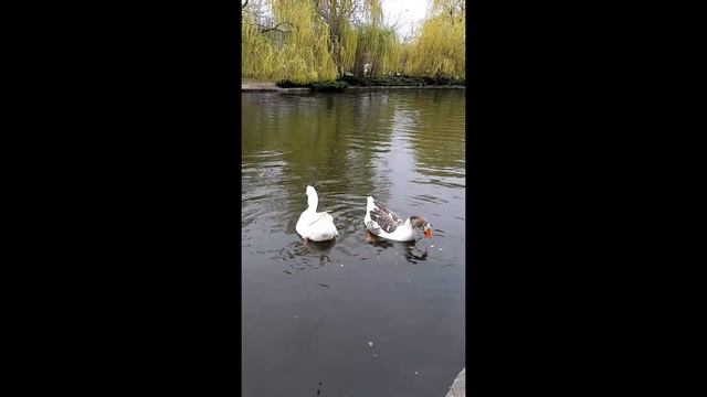 Городской парк . Краснодар смотреть онлайн