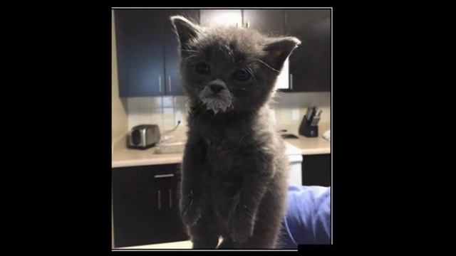 ★ПРИКОЛЫ С ДОМАШНИМИ И ДИКИМИ ЖИВОТНЫМИ ! Смешные демотиваторы. смотреть онлайн