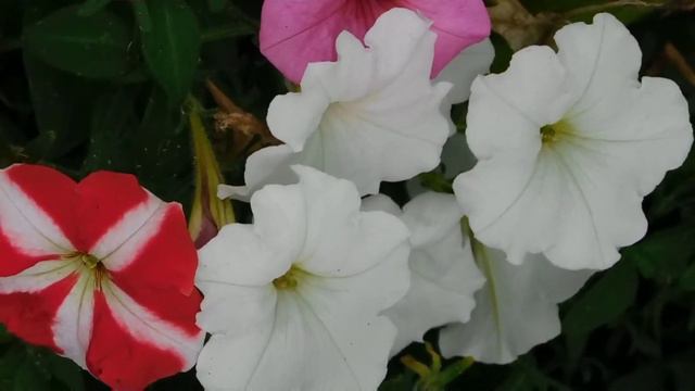 Petunia A great winter flower