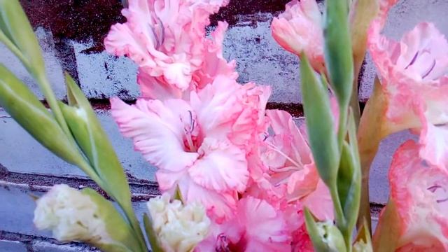 Гладиолусы(сорта в описании) смотреть онлайн