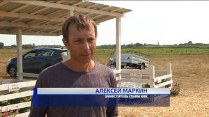 Курский фермер выращивает арбузы