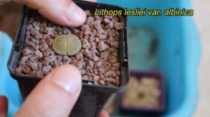 ✅ Un SUSTRATO para Suculentas en general y OTRO para Lithops (que uso actualmente)🌱