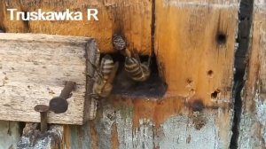 #Пчёлы. Никогда не кормите такие семьи пчёл сахаром. Сделаете только хуже !  #TruskawkaR