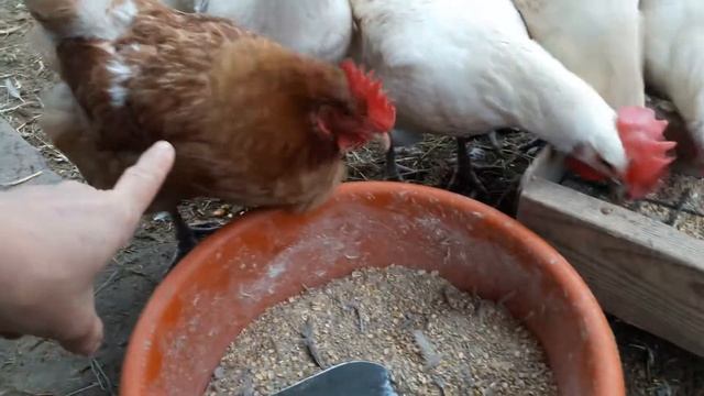 Почему цветная курица??//Племенное поголовье кур Бресс Гальцы//Купить Инкубационное яйцо Бресов смотреть онлайн