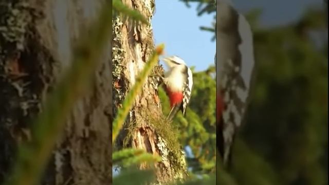 а тебе нравится эта птица? ?? #интересныефакты #животные #птицы #дятел #мирвокруг #мир #мирживотных смотреть онлайн