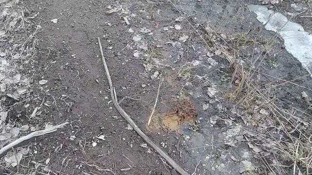 ЧЬИ КАКАШКИ В ЛЕСУ?