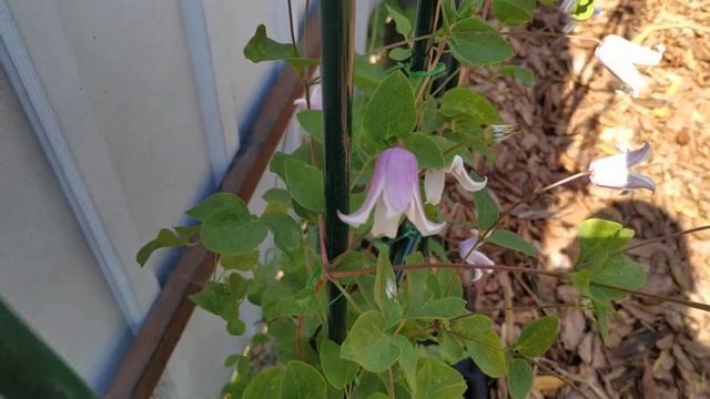 Клематис Эльф, обзор смотреть онлайн