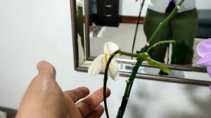 Муж и орхидеи