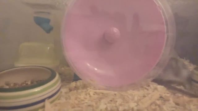 Джунгарики грызут палочки смотреть онлайн