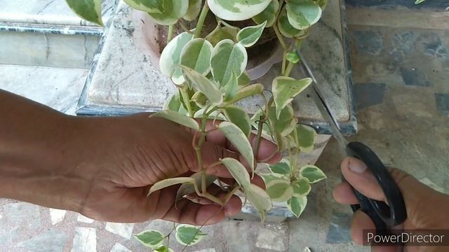 Beautiful hanging plants | Peperomia scandens variegata | Pendilanthus curly pink #hangingplants