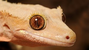 Обернется проблемами? Россияне перед Новым годом стали чаще покупать рептилий